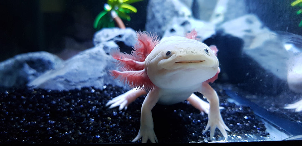 axolotl out of water