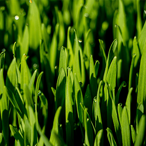 Wheatgrass