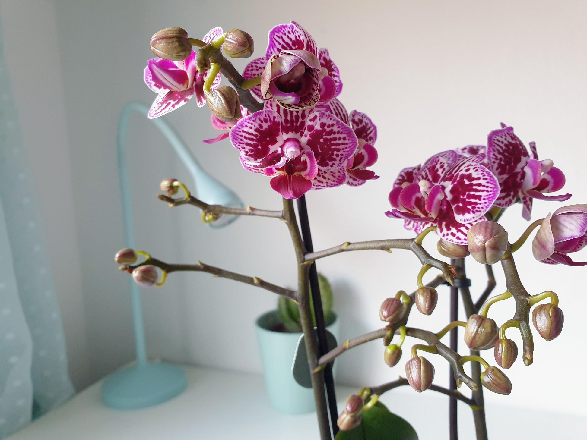 Orquídea Phalaenopsis Grande Lila Matizada – MinimalMoss