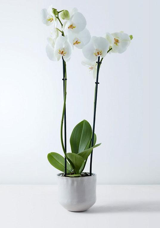 Orquídea Phalaenopsis Grande Blanca – MinimalMoss