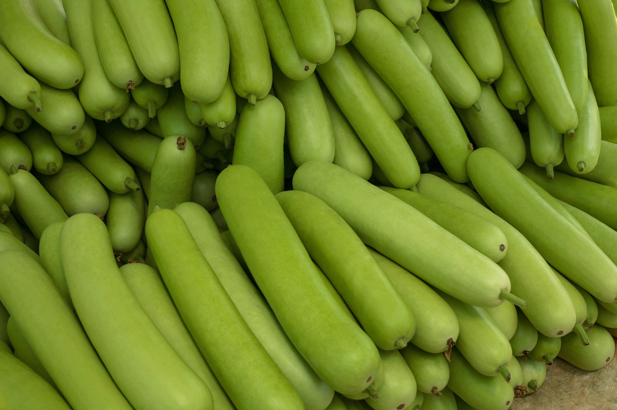 Bottle Gourd Easy Ayurveda - Angel Vegetable