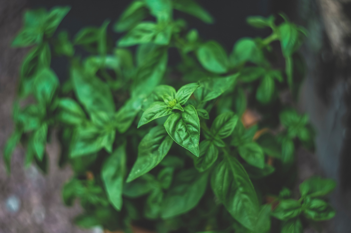 Basil Ayurvedic Benefits Uses Maharishi AyurVeda