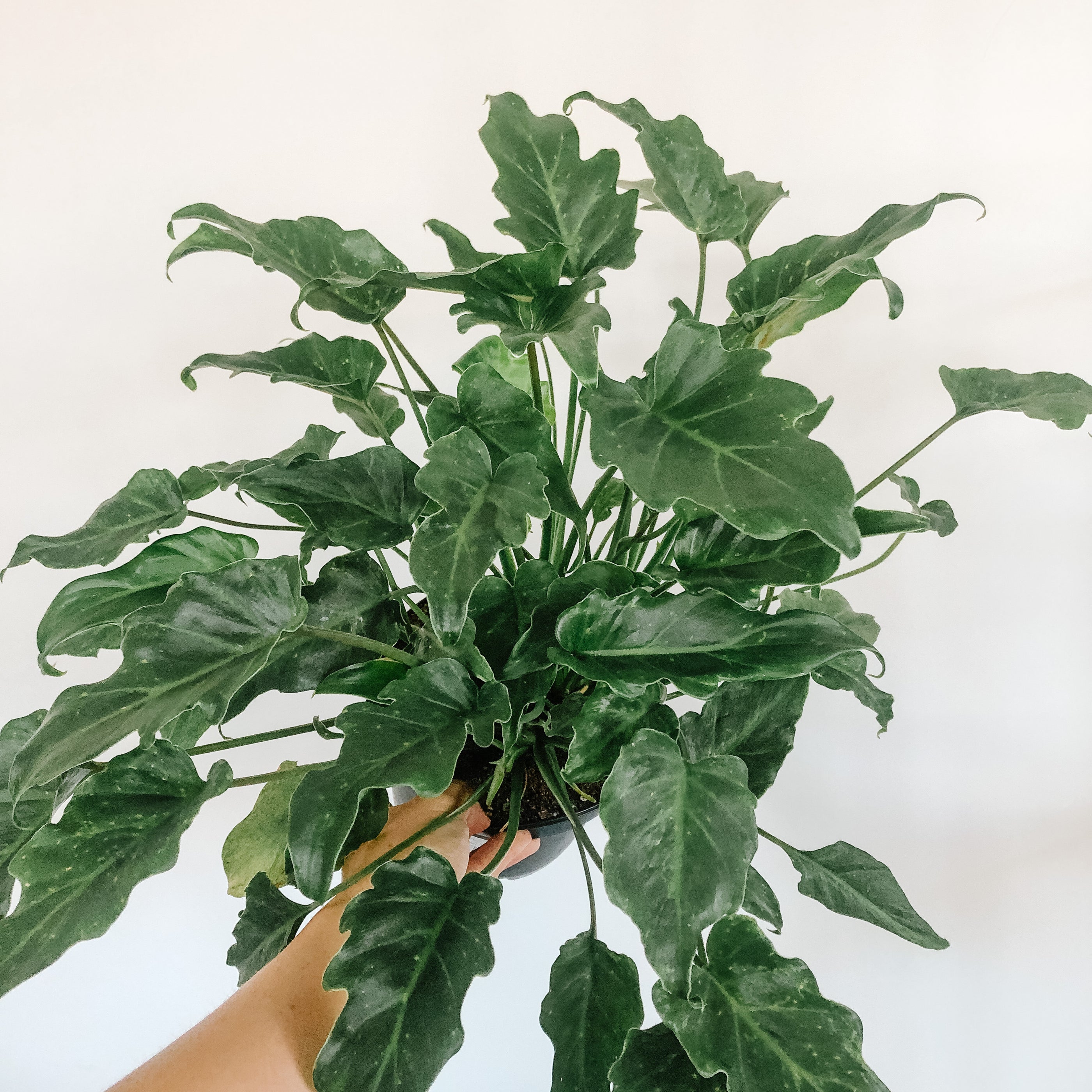 caring for philodendron deja vu