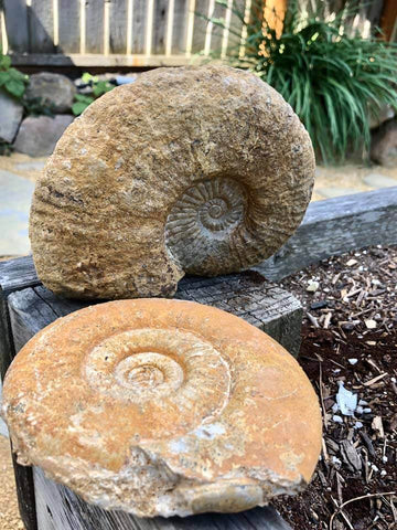 spiral shell fossils