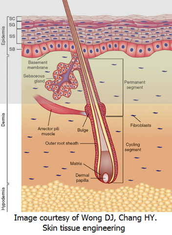 Red Light Therapy for Hair Growth