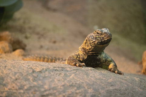 Uromastyx