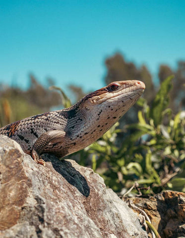 Blue-Tongued Skink Care Guide