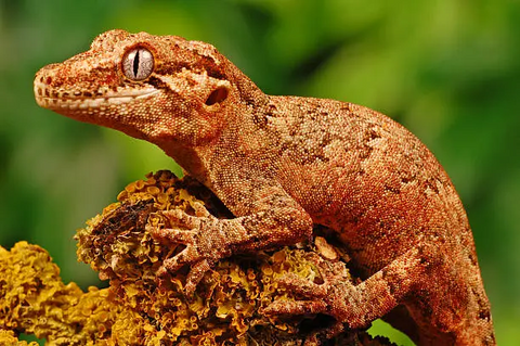 Gargoyle Gecko