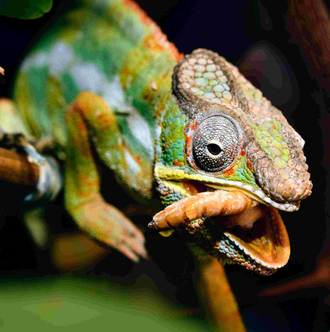 panther chameleon