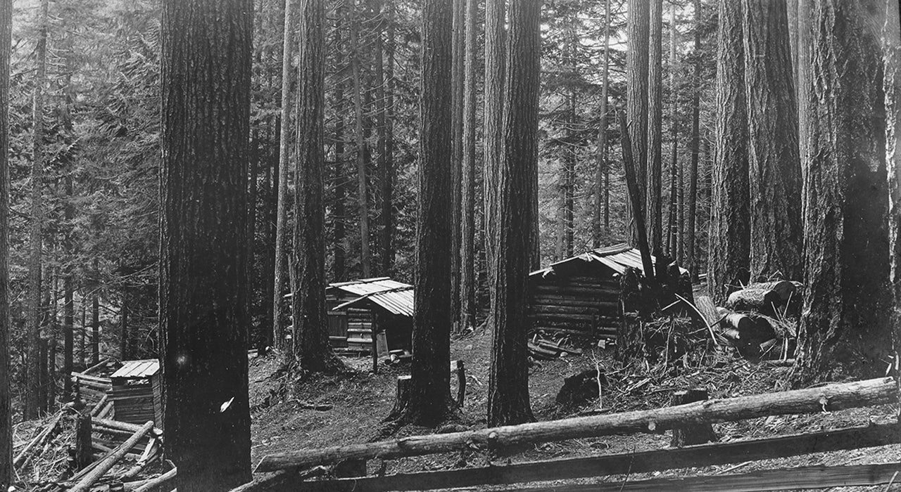 Cabins in an old growth forest