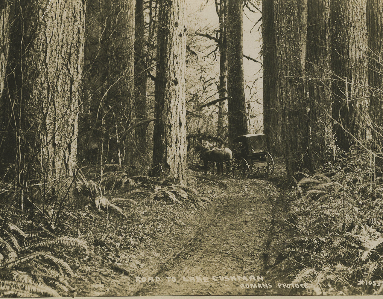 Wagon trail to Lake Cushman through the old growth forest
