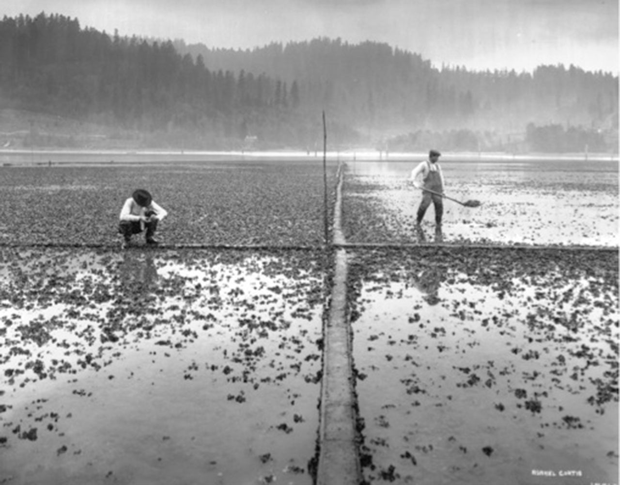 asahel curtis, oyster farming in south sound 1910