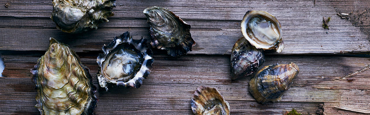 hama hama oysters photographed by David Malosh