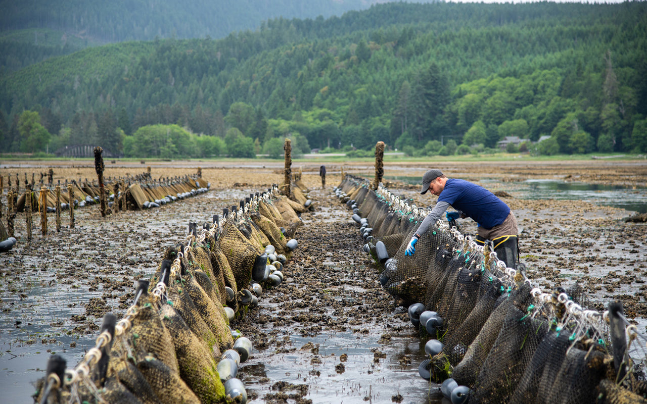 work on a tumble farm at hama hama oyster farm. photo by Navid Baraty. 