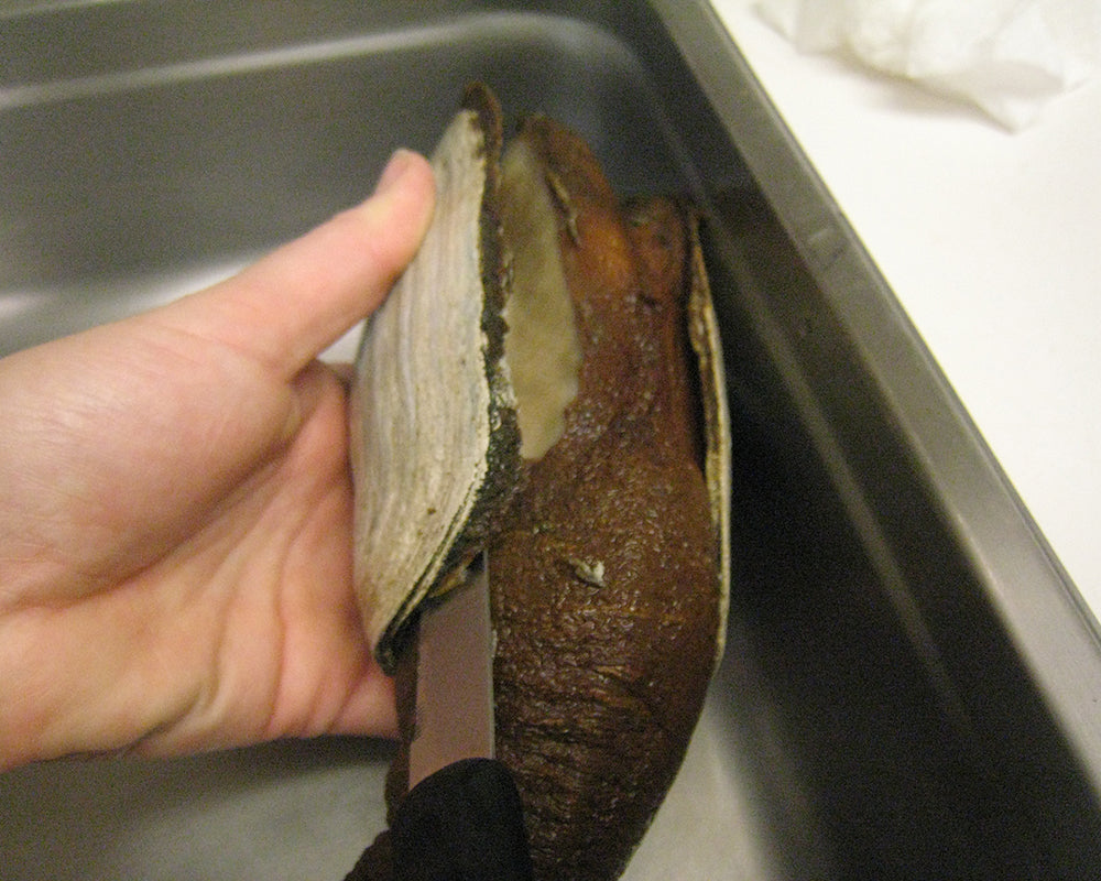 cut the geoduck out of its shell