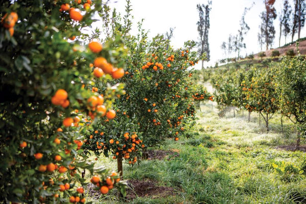 Apricot Lane Farms freshly grown oranges