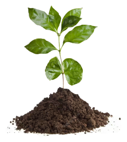 Biodynamic coffee plant growing in soil