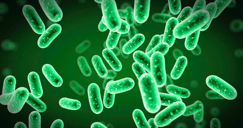 kill bacteria xrom tablets