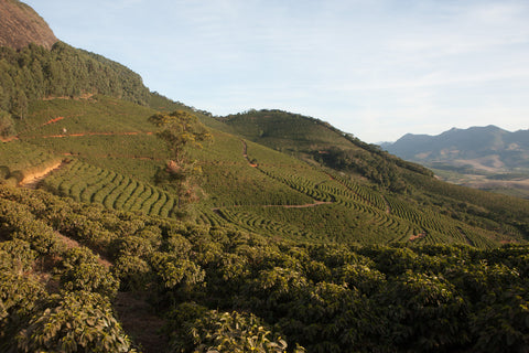 Die Kaffeeplantage Fazendas Dutra in Brasilien