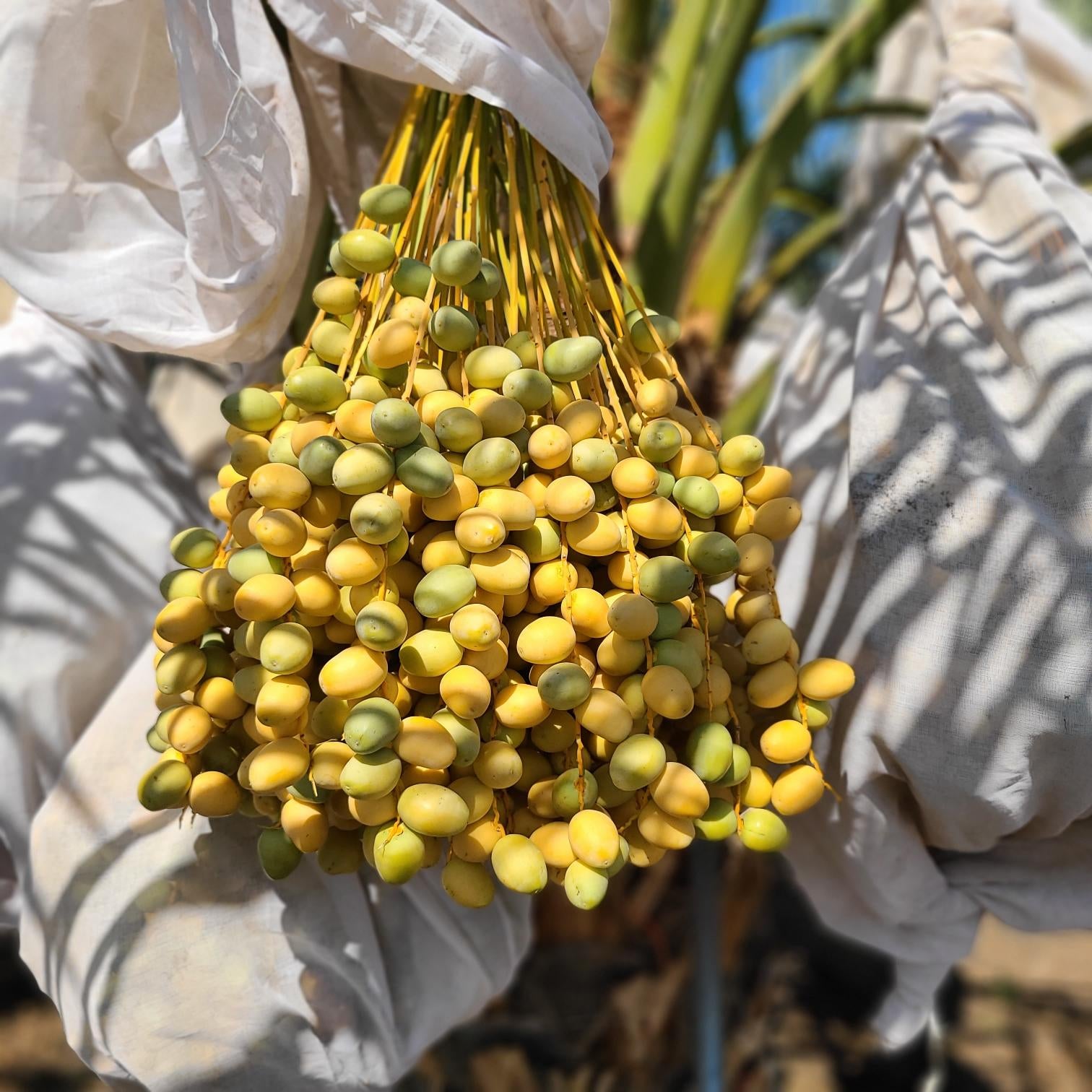 Yellow Barhi Dates - Khalal Stage - Medjool Days product image