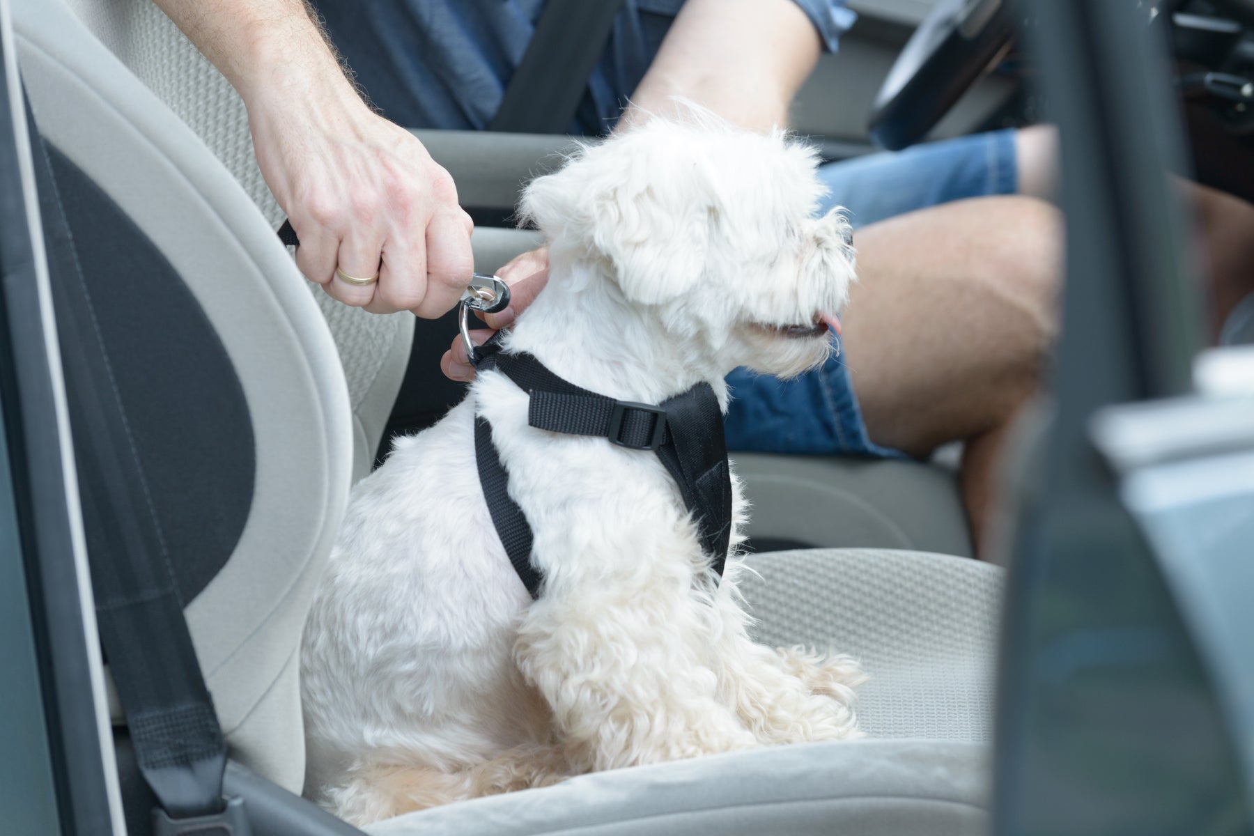 Benefits of Dog Harness - White Dog in Car with harness