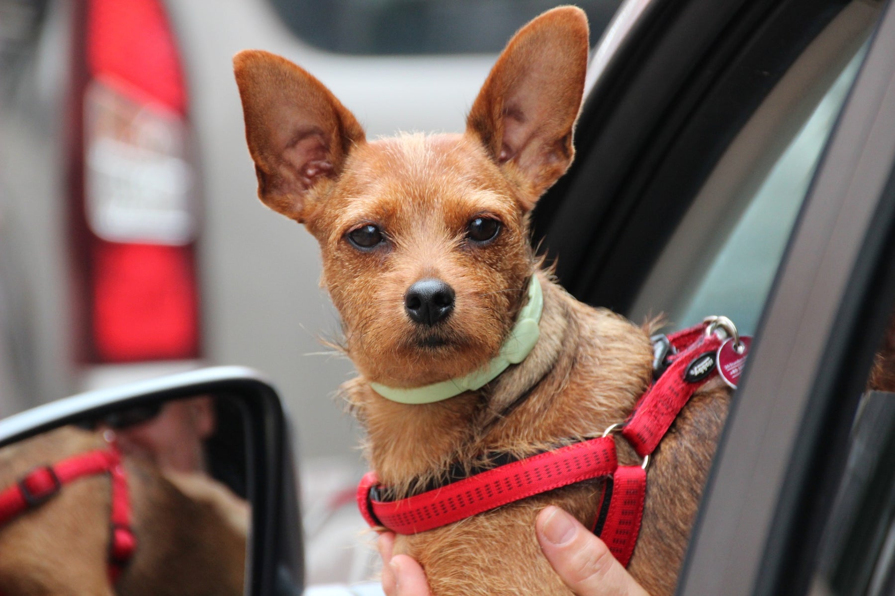 Car Harness for Dogs - Small Brown Dog in Harness looking out window