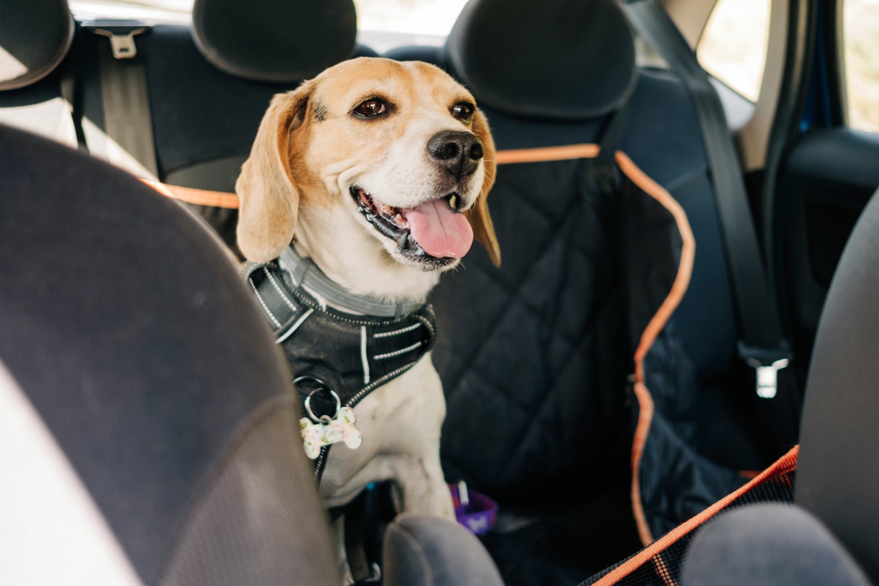 How to Choose Harness - Beagle in car seat