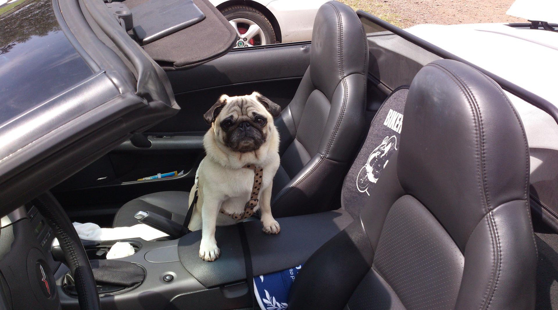 Choosing the right seat belt for your dog - pug in car with leash