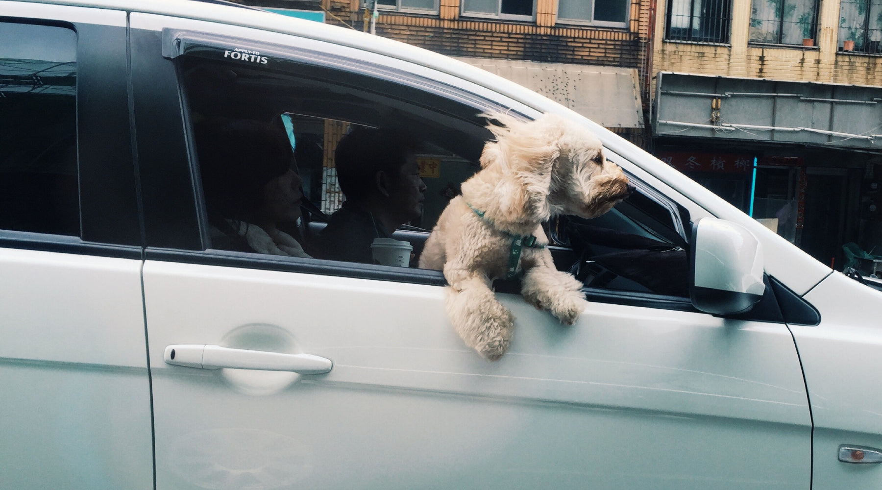 Dangers for Dogs - White dog sticking its head out the window of car