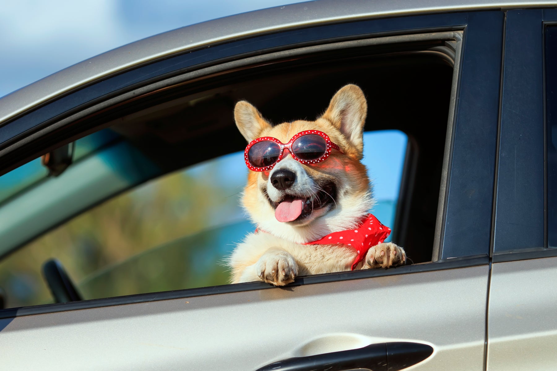 Dog Car Accessories | Corgi with goggles looking out front car window smiling