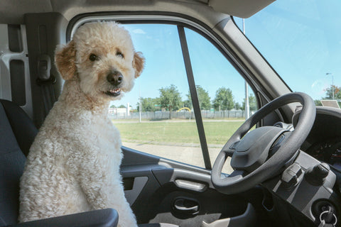 Dog Car Safety | dog in car