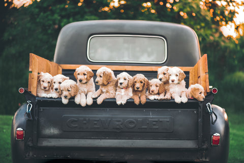 How to Transport Your New Puppy in the Car Safely | golden retriever puppies in truck