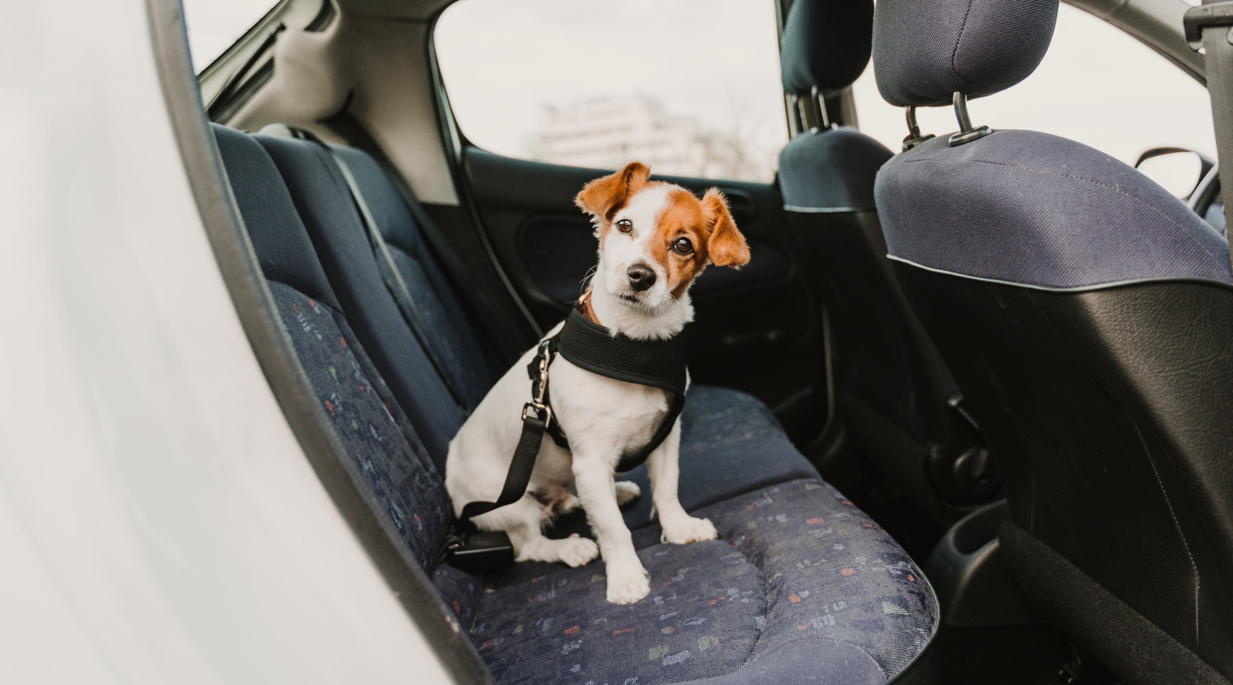 Keep Your Dog Safe - Terrier in Car with Harness