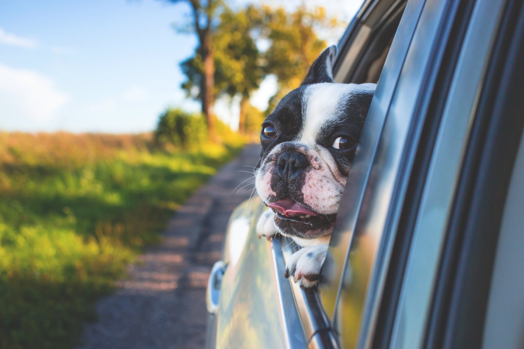 Happy dog looking out window on a sunny day