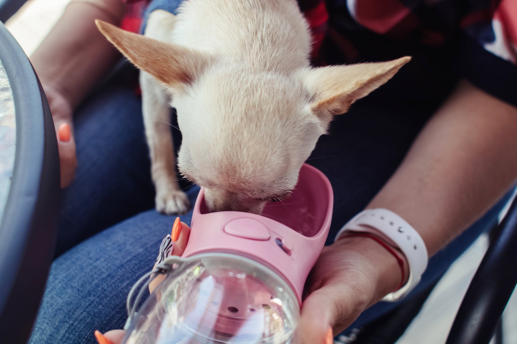 Dog Water Bottle | Dog Drikning out of traveling water bottle