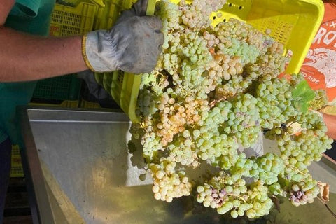 Fresh grapes being harvested - wine at home