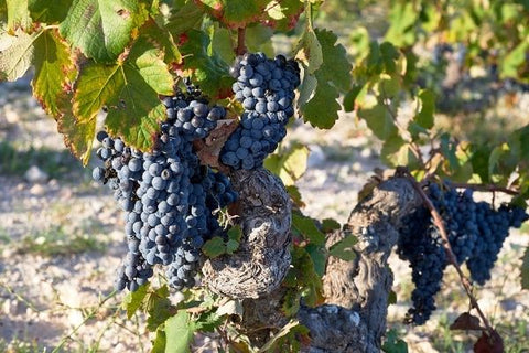 Old vines - wine glossary - wine at home