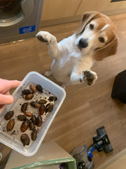 beagle with germinated acorns