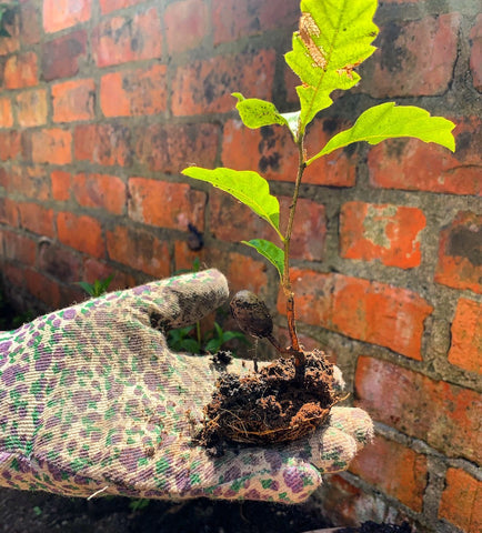 tiny oak tree seedling