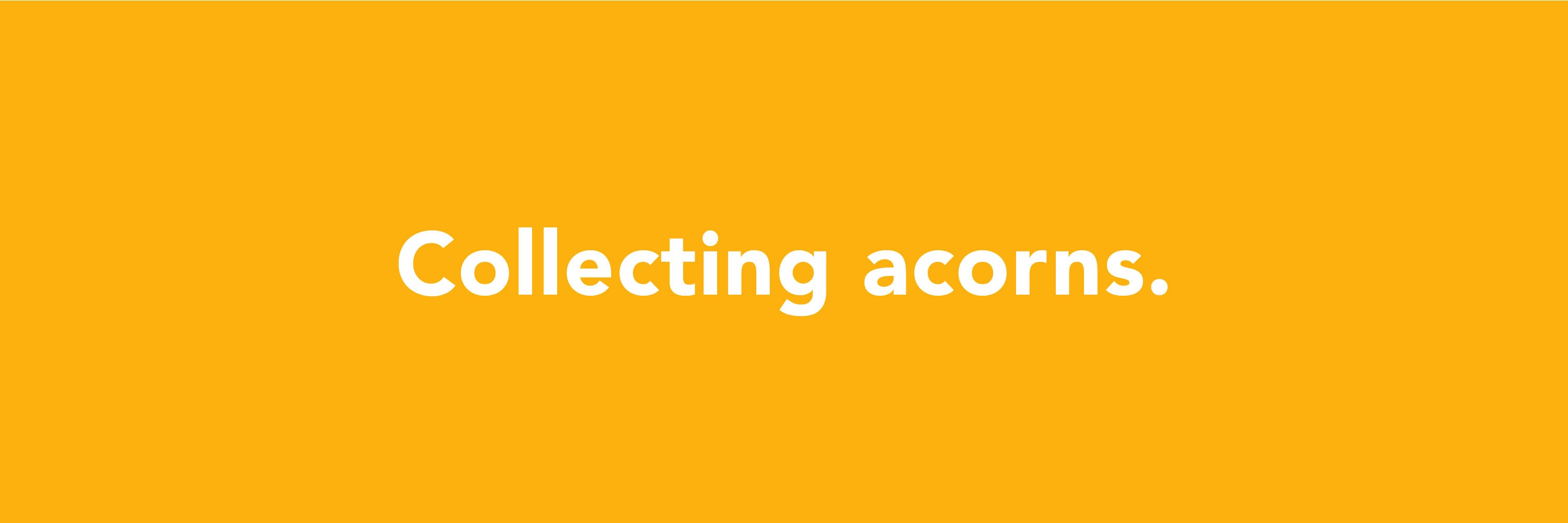 Simplelifeco UK guide to collecting acorns