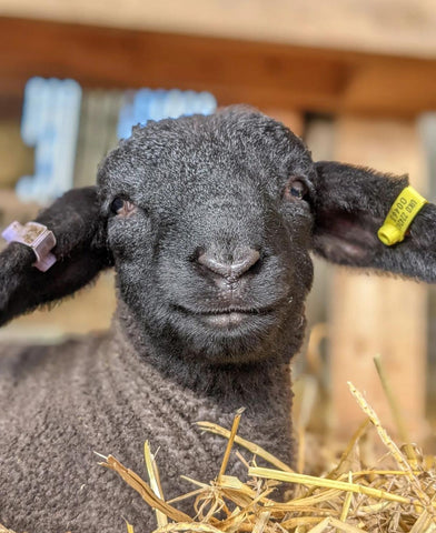 Sheep - Texel cross Lamb to Pedigree Suffolks