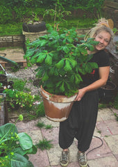 simplelifeco uk horse chestnut tree from seed