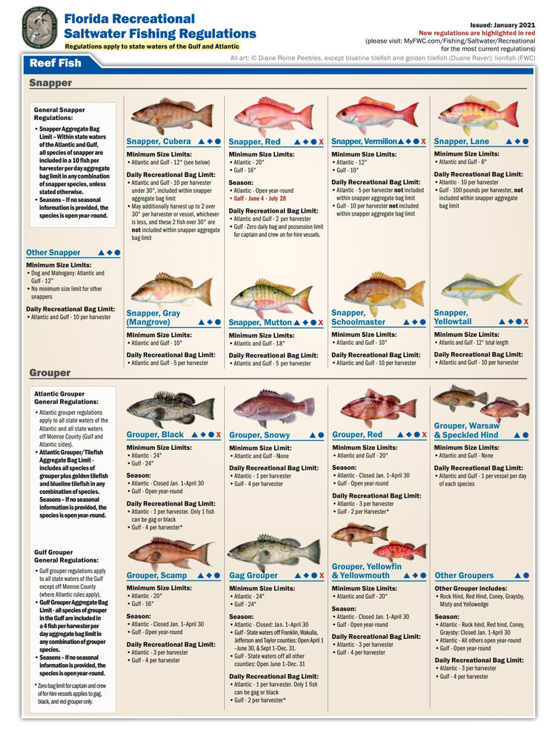 Florida Saltwater Recreational Fishing Regulations – Reef & Reel