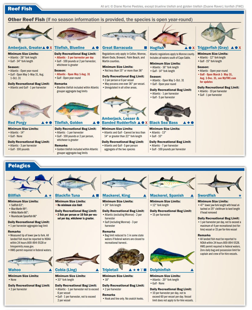 Saltwater Flats And Shallows Fish Poster And Identification Chart