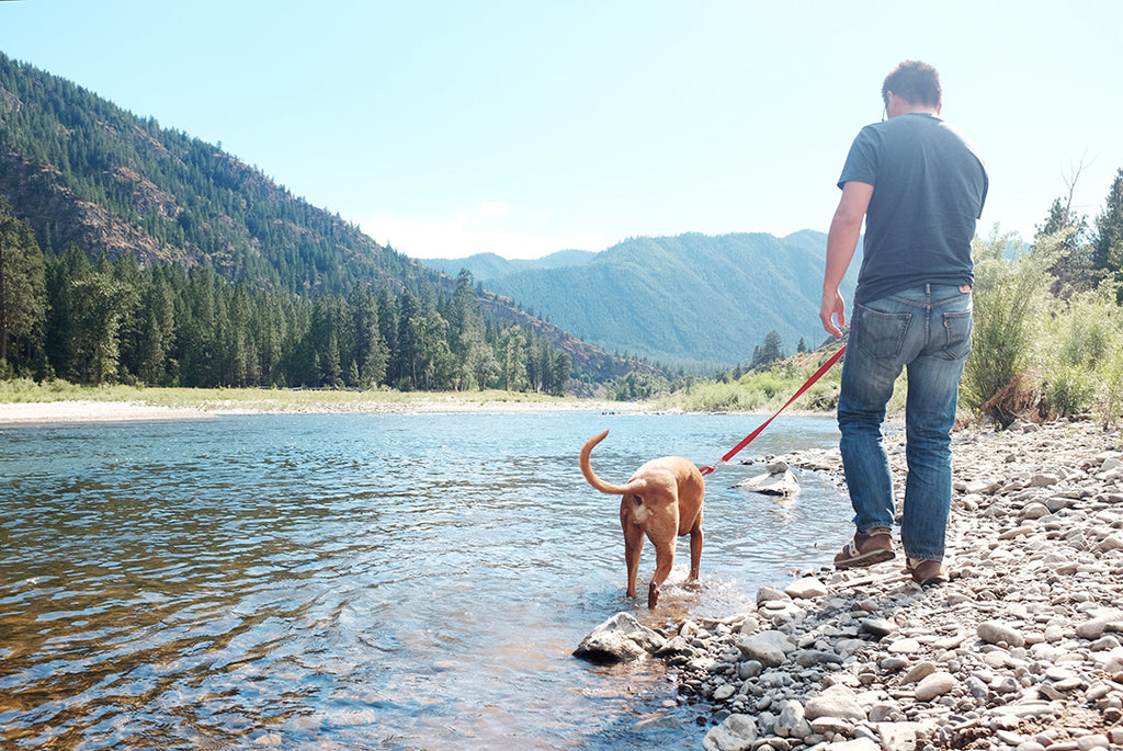 Montana, river, rock-hounding with dog