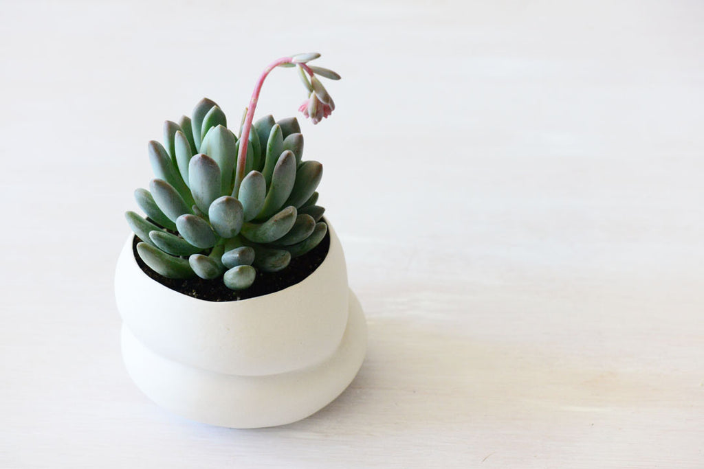 succulent in porcelain vase, made by Porcelain and Stone