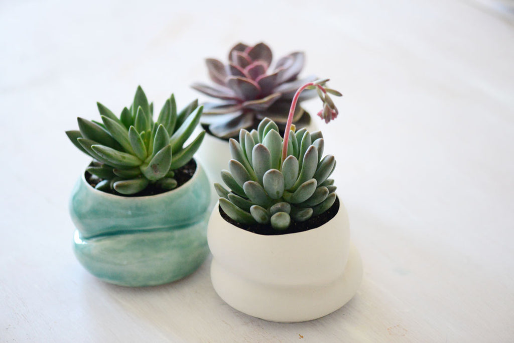 succulents in porcelain vessels, succulent ideas