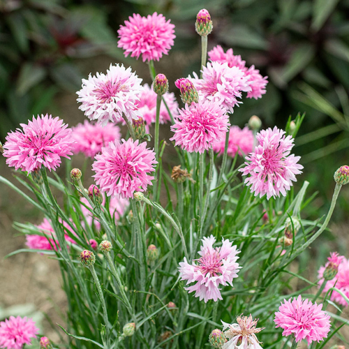 Fleabane Daisy Flower Seeds Dainty Daisy, Aspen Daisy, Showy Daisy,  Heirloom Seeds, Cut Flowers, Craft Flowers, Cottage Garden, Non-gmo -   Canada