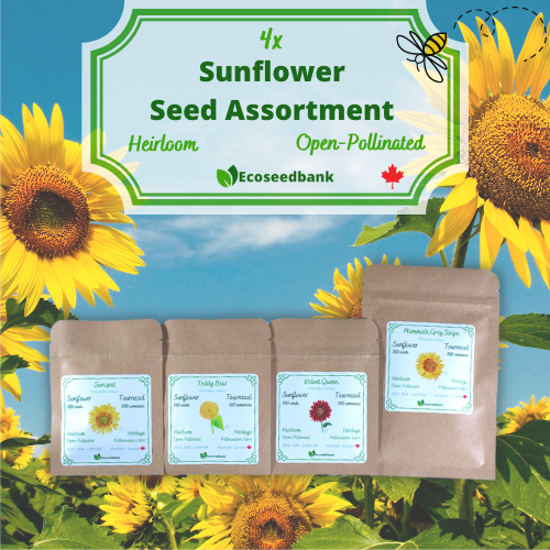 Mammoth Gray Stripe Sunflower Organic Seeds – Hudson Valley Seed Company