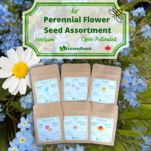 Forget Me Not Seeds - Canada Online